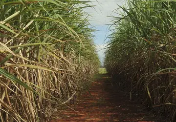 Produção estimada de cana-de-açúcar é de 610 milhões de toneladas