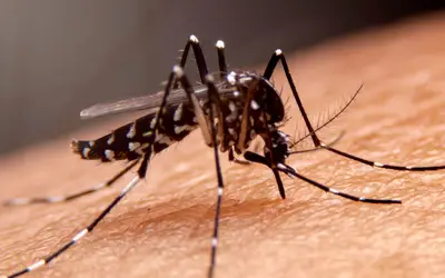 Dengue: boletim aponta tendência de queda dos indicadores no Rio